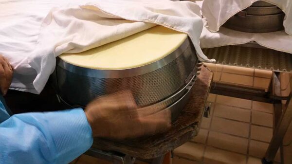 Parmigiano reggiano 24 mjeseca cijeli kolut- Zanetti