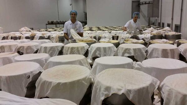 Parmigiano reggiano 24 mjeseca cijeli kolut- Zanetti