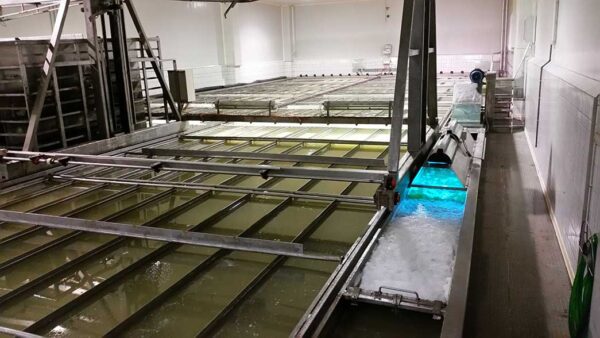 Parmigiano reggiano 24 mjeseca cijeli kolut- Zanetti