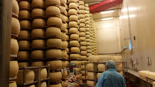 Parmigiano reggiano 24 mjeseca cijeli kolut- Zanetti