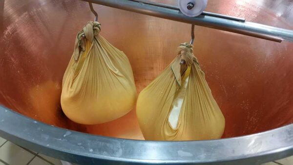 Parmigiano reggiano 24 mjeseca cijeli kolut- Zanetti