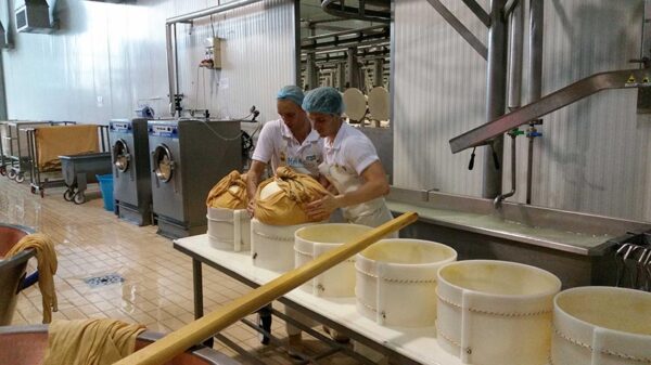 Parmigiano reggiano 24 mjeseca cijeli kolut- Zanetti