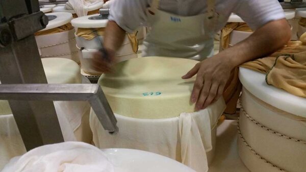 Parmigiano reggiano 24 mjeseca cijeli kolut- Zanetti