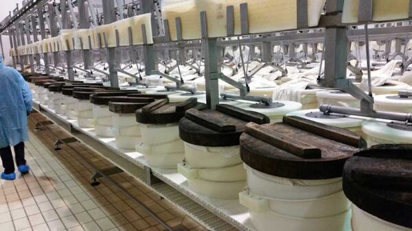 Parmigiano reggiano 24 mjeseca cijeli kolut- Zanetti